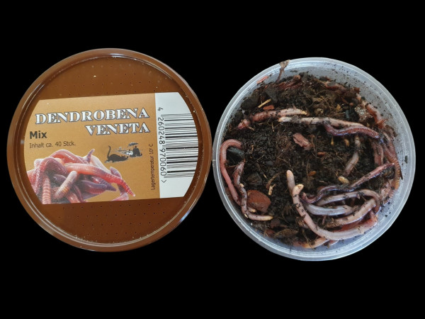 Dendrobena DB Mix ca. 40 Stück
