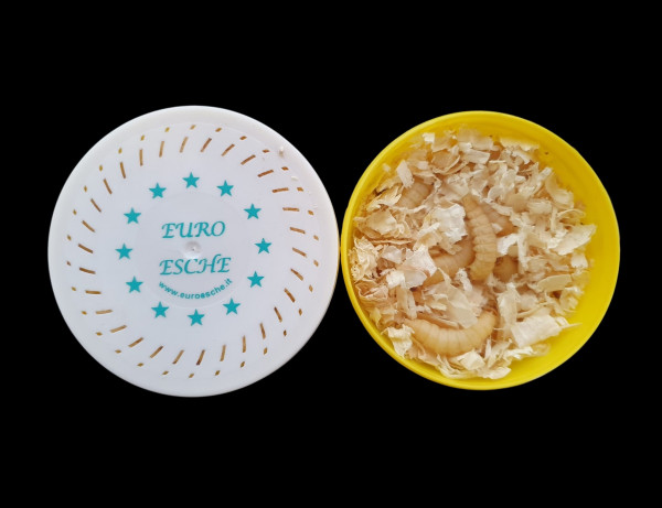 Bienenmaden ca. 40 Stück (nicht handverlesen)